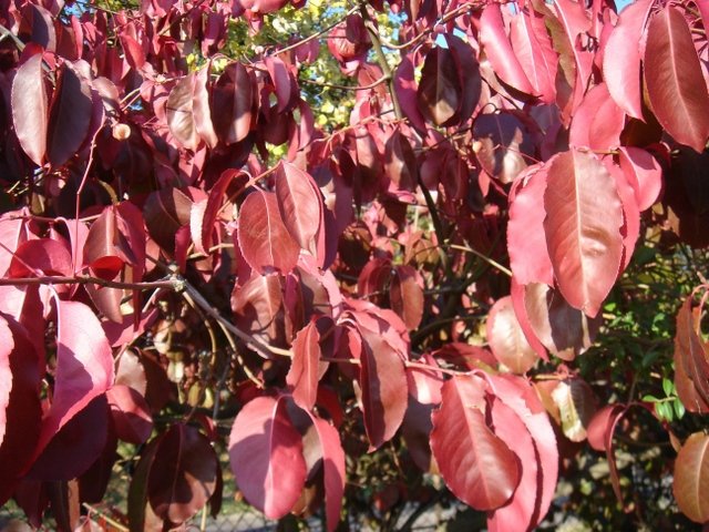Euonymus hamiltonianus var.yedoensis P1A (2)